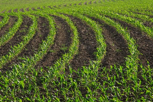 young corn