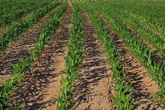 Cornfield