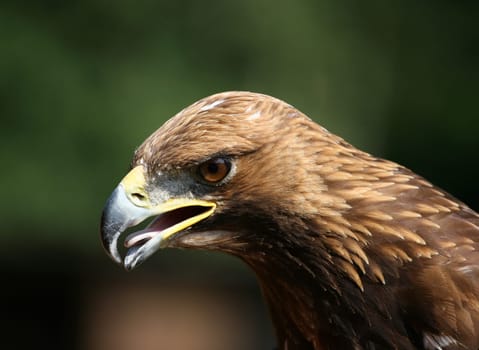 Attila [Golden Eagle]
