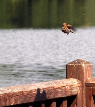 Sparrow departure