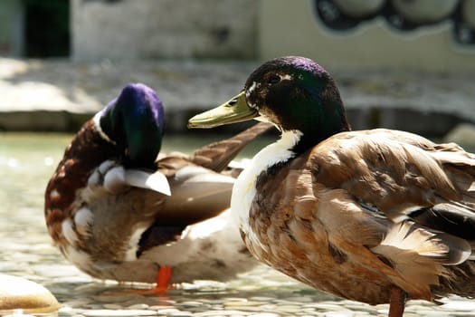 Ducks