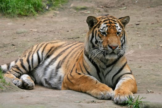 majestic