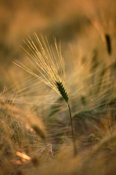 Barley in the backlight