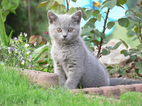 Little Leo