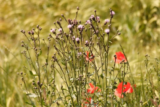 Poppy thistle