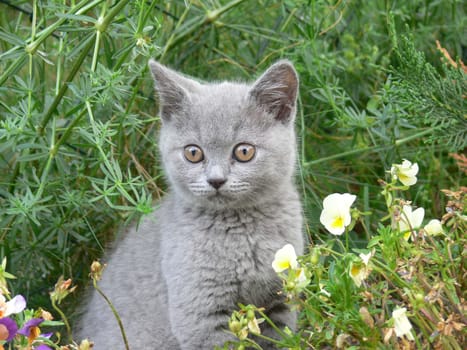 Little Leo in the grass