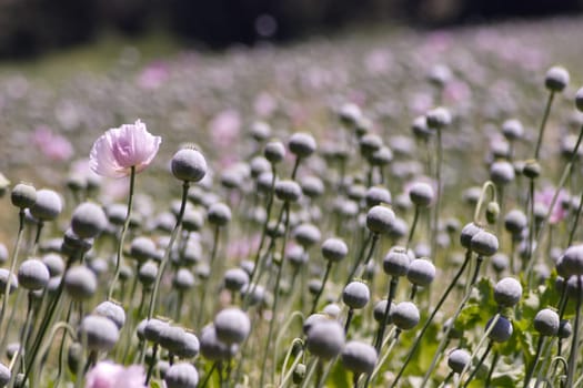 Poppy field