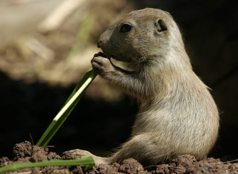 Prairie Dog II