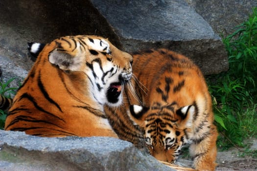 Tiger mother with offspring