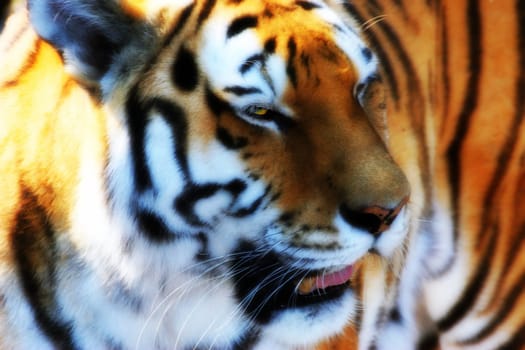 Sumatran tiger