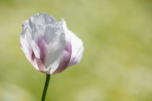Poppy 2