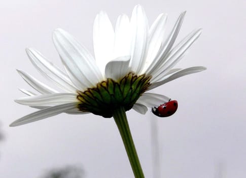Ladybird