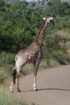 Giraffe