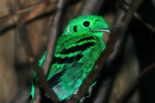 Emerald wide throat