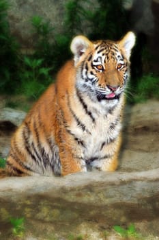 Sumatran baby