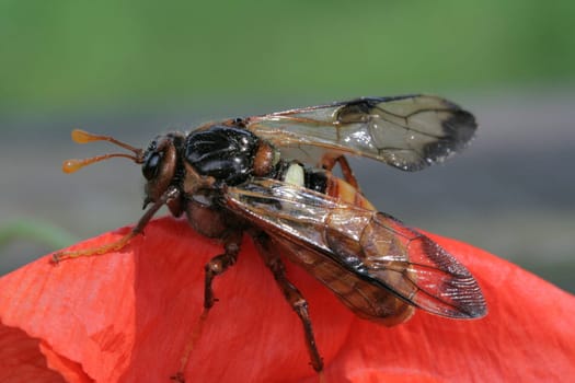 Hornet in the poppy