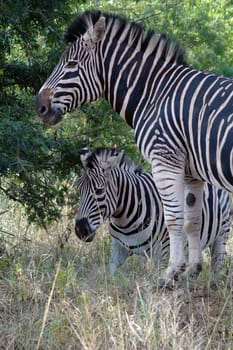 Zebras
