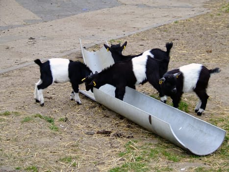 Hungry goats