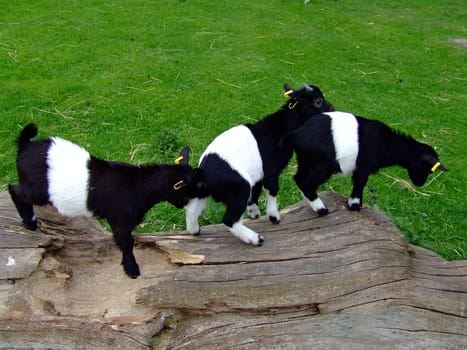 Goat Parade