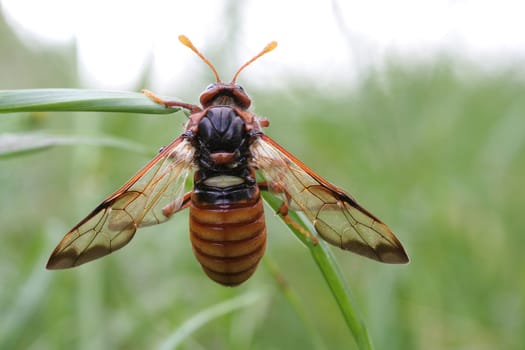 Hornet in the countryside