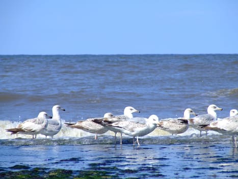 Seagull Parade