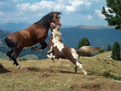Fighting stallions