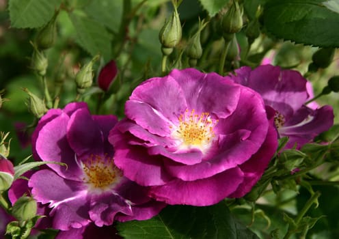 Rapsody in Blue Floribunda