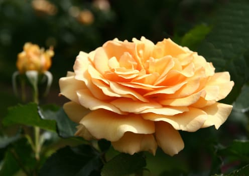 Amber Queen Floribunda
