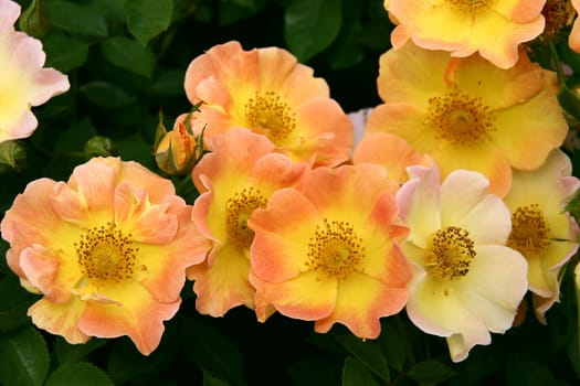 Euphoria orange Ground cover rose orange with yellow center 40-50 cm high