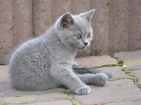 Little Leo