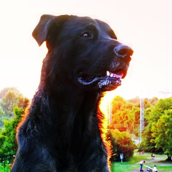 dog without hot