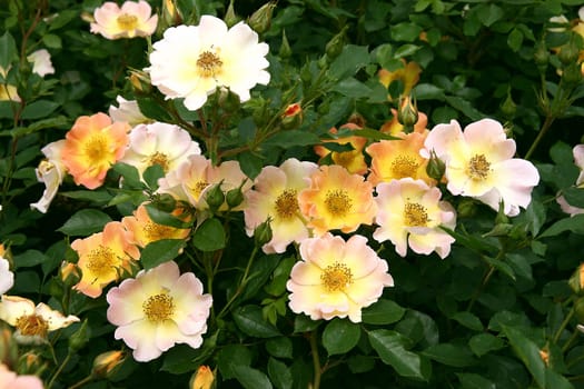 Euphoria orange Ground cover rose orange with yellow center 40-50 cm high