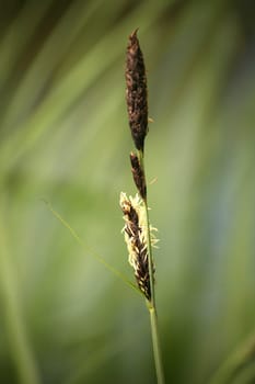 Foxtail