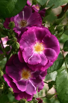 Rapsody in Blue Floribunda