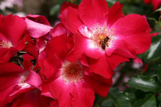Dortmund Rambler rose