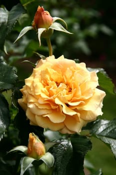 Amber Queen Floribunda