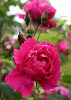Parfum de l'Hay Rosa Rugosa