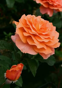 Name of this rose : Teatime