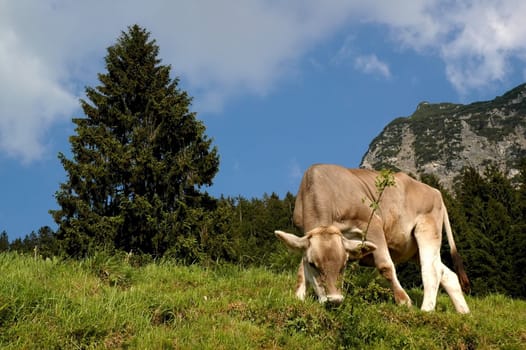 Top Model Cow-Rita