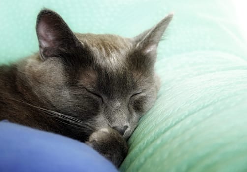 Sweet Dreams