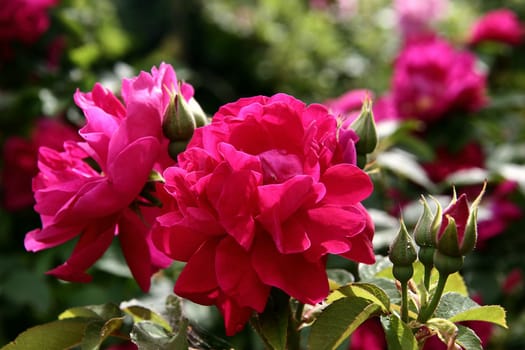 Mrs. Anthony Waterer  Rosa rugosa