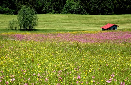 Wildflower Meadow