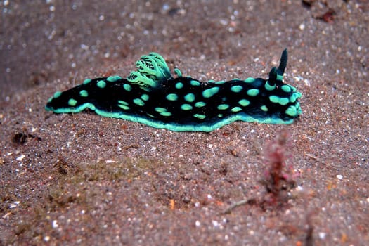 Slug