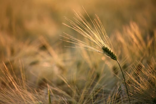 Barley in the backlight