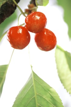 Sweet cherries