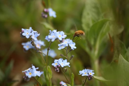 Bombylius major