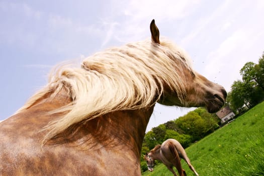 Horse
