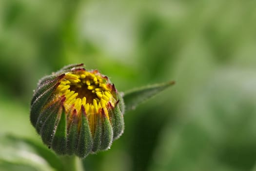 Calendula bud