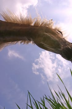Horse