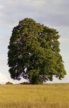 Magnificent maple